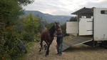 Vendu à un Domaine Equestre qui la rééducquer et revendu pour les concours à un Particuliers. Résultat Aujourd'hui il est Fusillier...